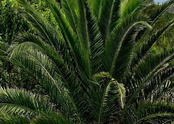 Casa Golmar 20 Tatil Evi